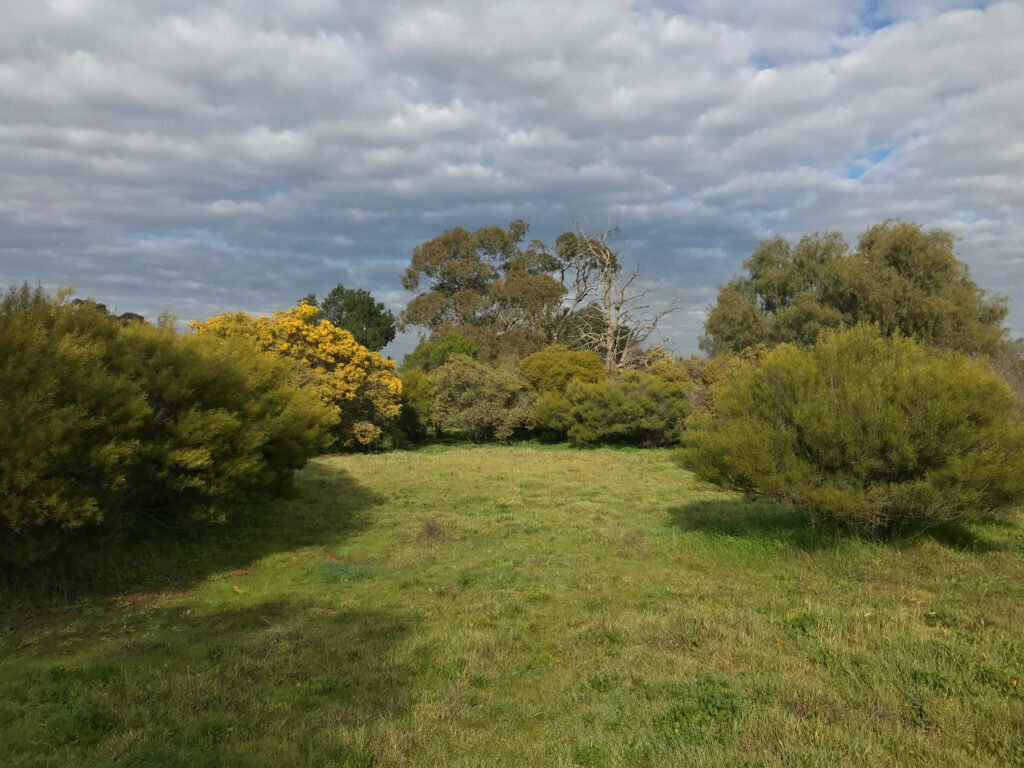 Established native planting for biodiversity, shelter and carbon benefits