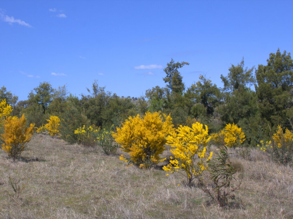 Flowering wattles in established direct seeding biodiversity restoration project