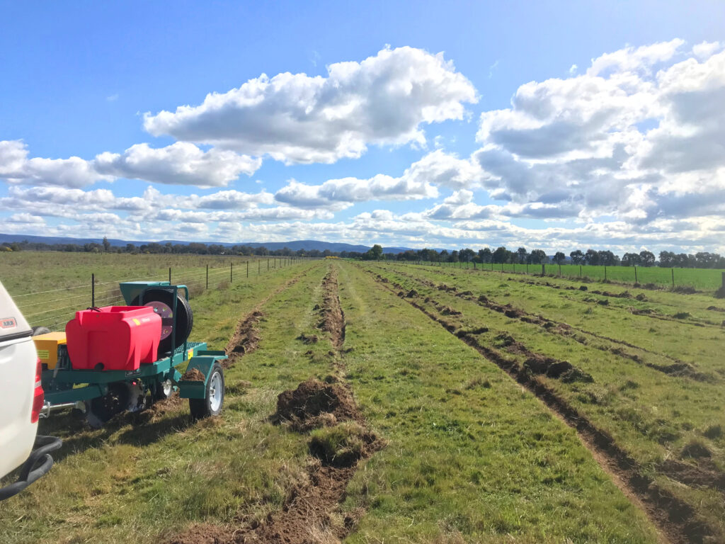 Direct seeding machine and riplines in multi-purpose shelterbelt planting